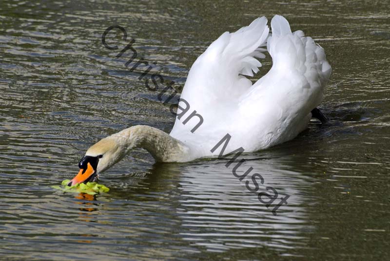 cygne sur l'eau 25
