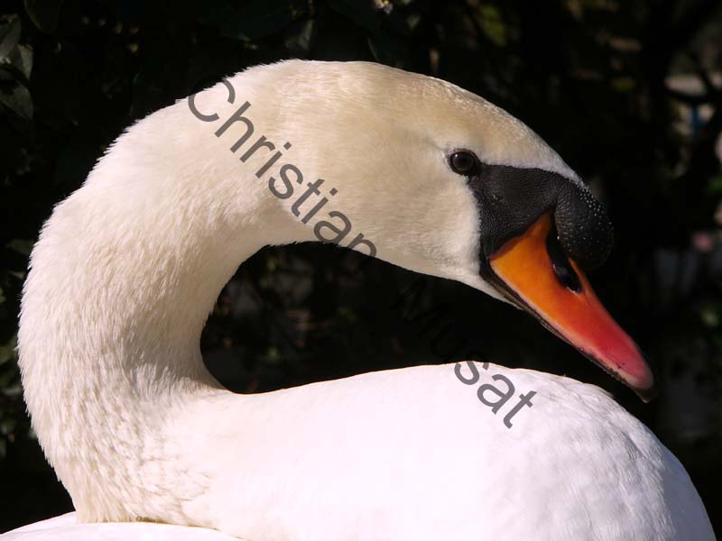 cygne tete 02