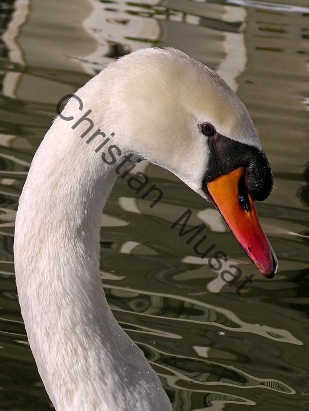 cygne tete 03