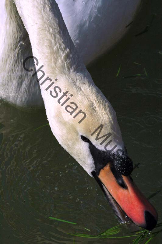 cygne tete 05