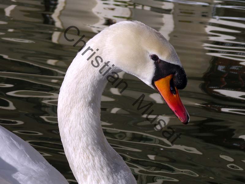 cygne tete 06