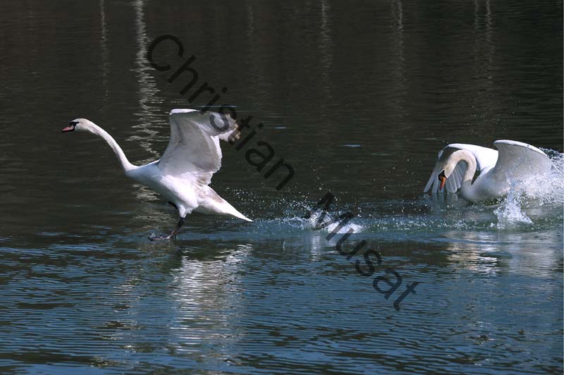 cygne vol 05