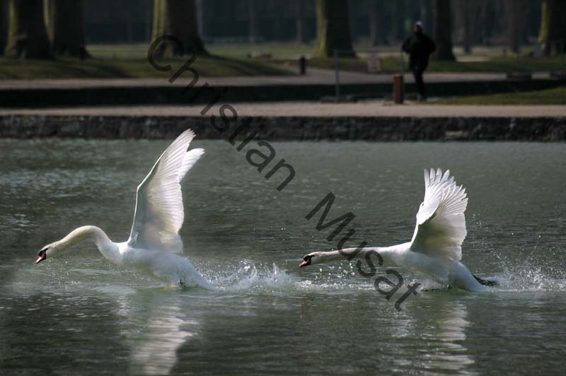 cygne vol 06