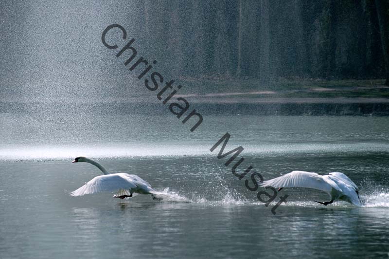 cygne vol 07
