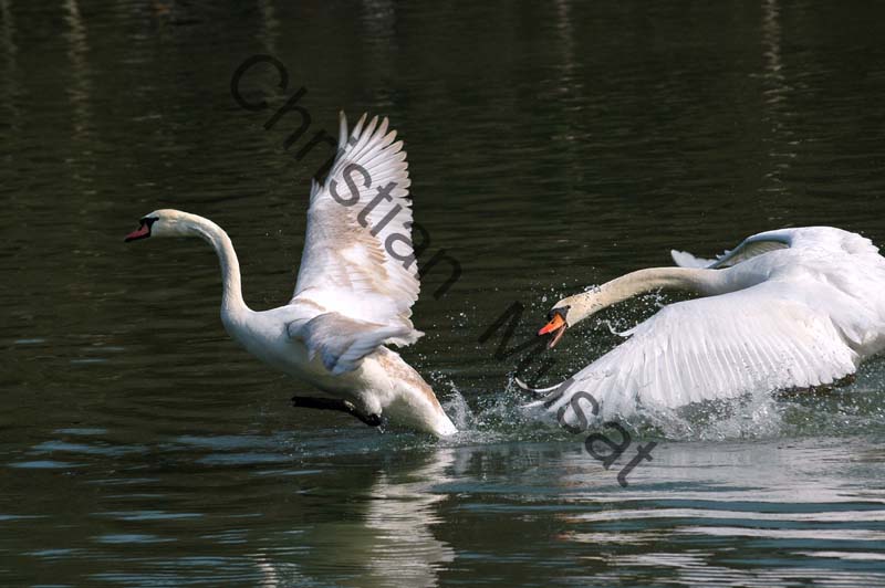 cygne vol 08