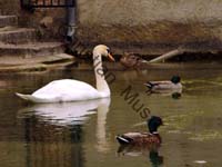 cygne sur l'eau 06