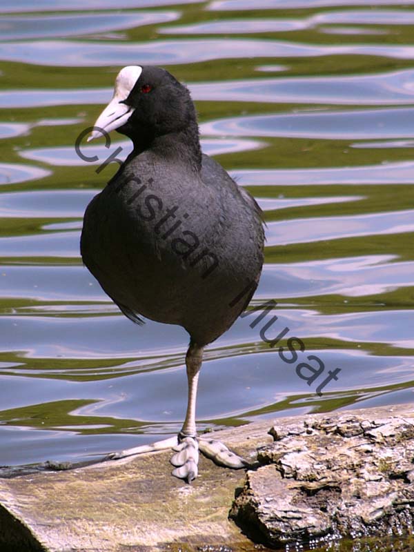 foulque 004