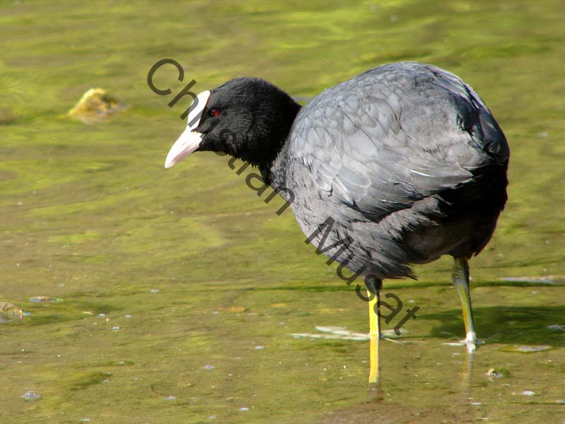 foulque 009