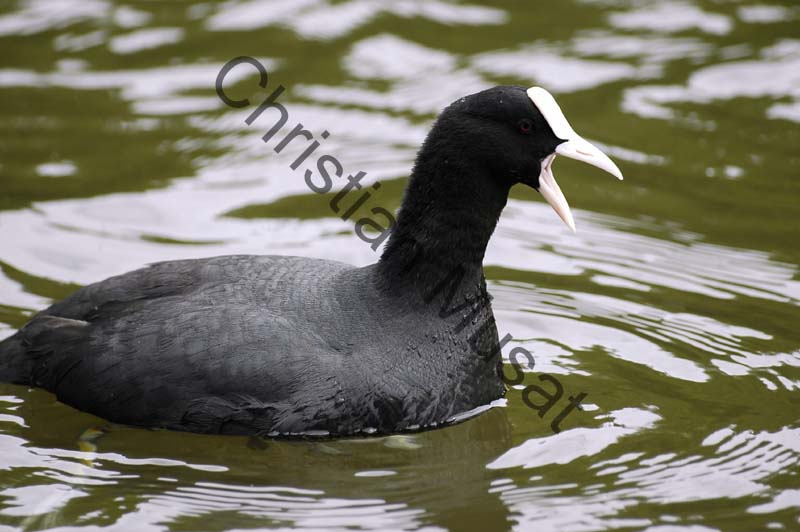 foulque 028