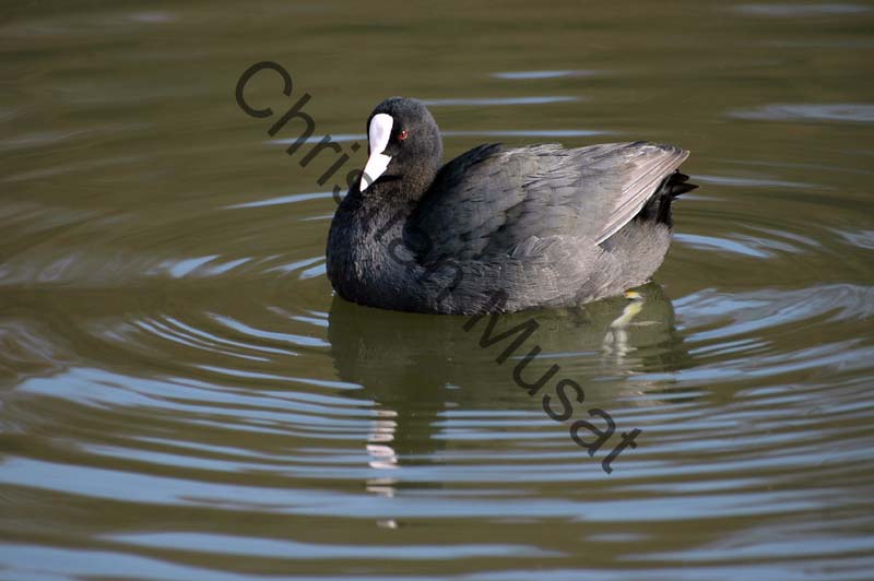 foulque 035