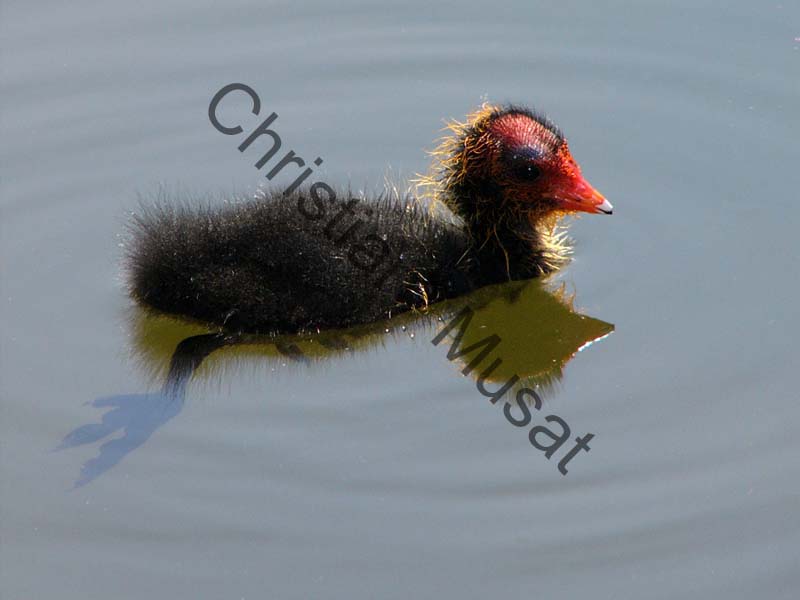 foulque petit 019