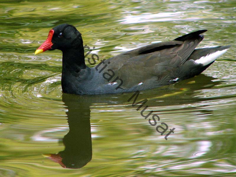 poule d'eau 001