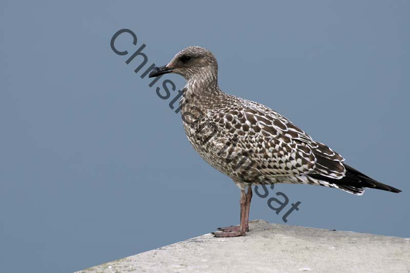 goeland 021