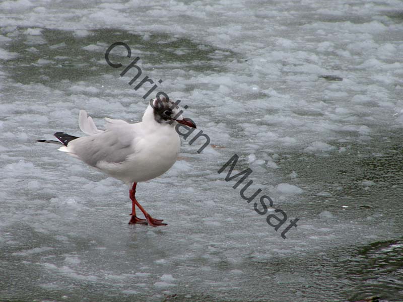 mouette 043