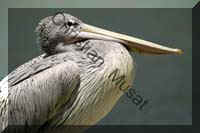 pelican 002