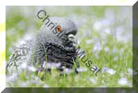 pigeon 20