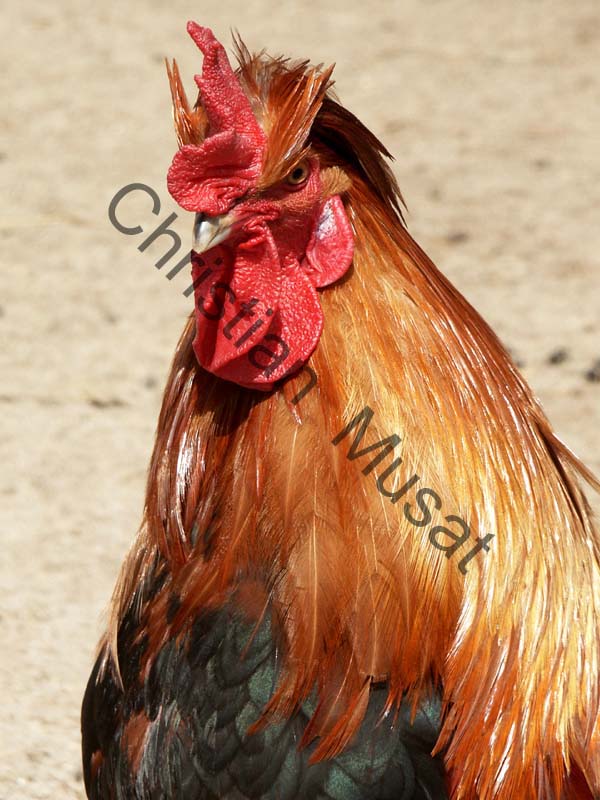 coq 001