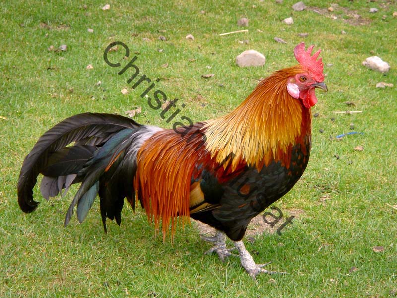 coq 002