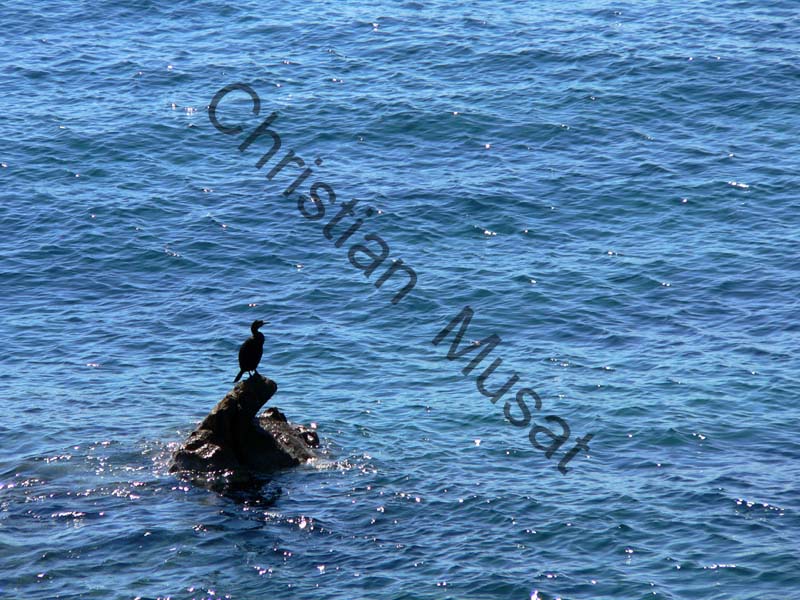 cormoran 002