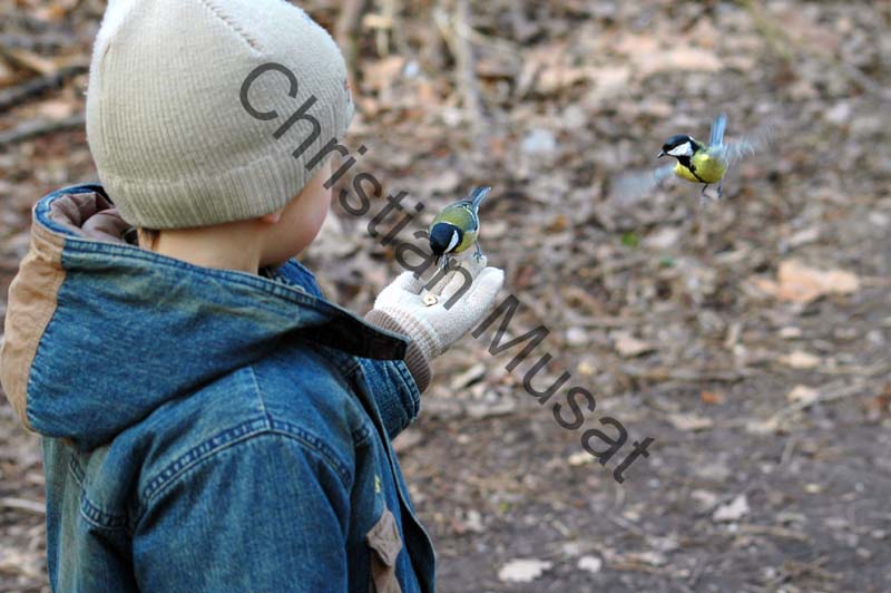 enfant mesange 01