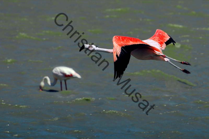 flamant en vol 001