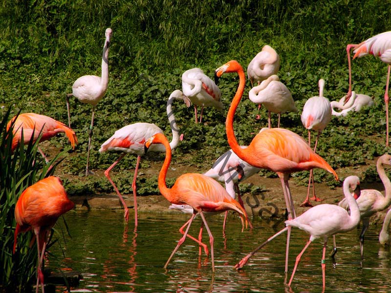 flamant rose 002