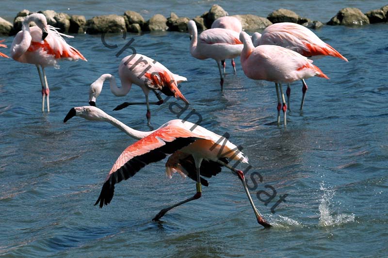 flamant rose 007