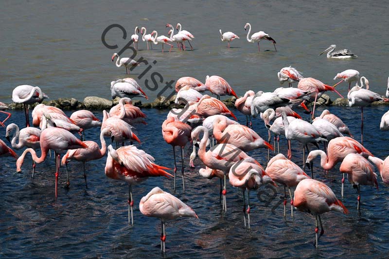 flamant rose 010