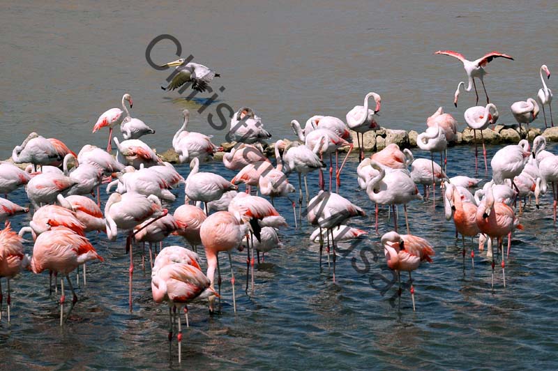 flamant rose 011