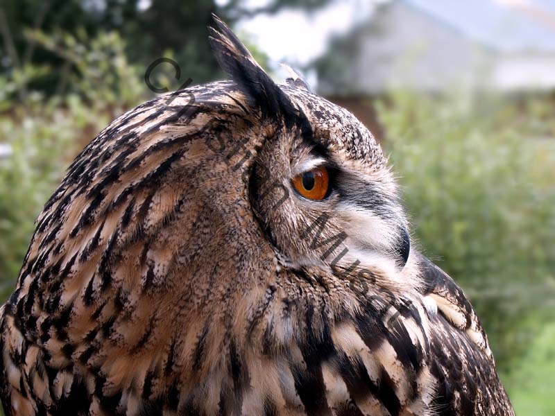 grand duc 002