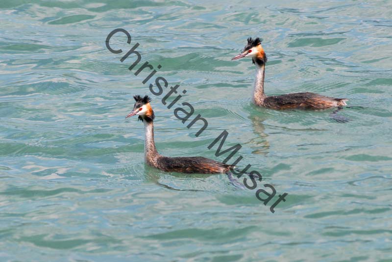 grebe huppee 01