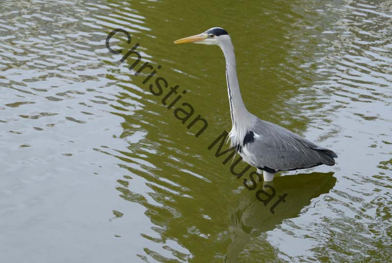 heron 005