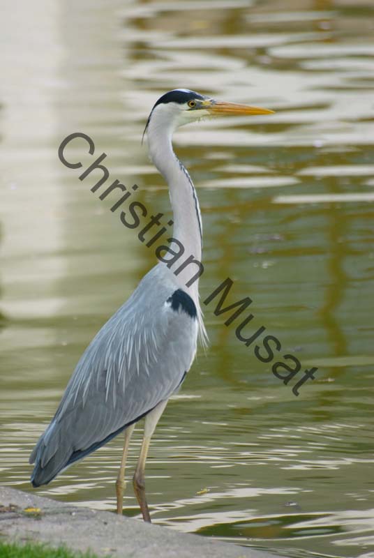 heron 007