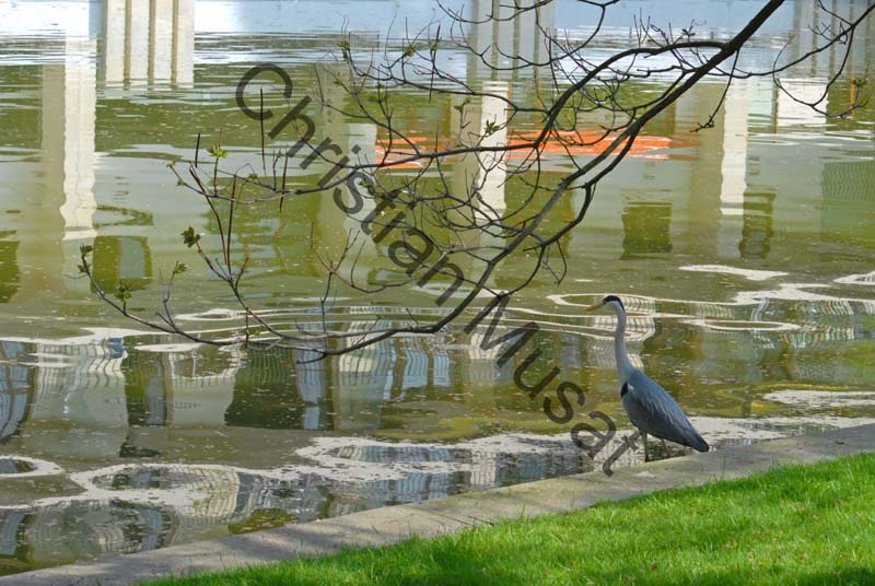 heron 10