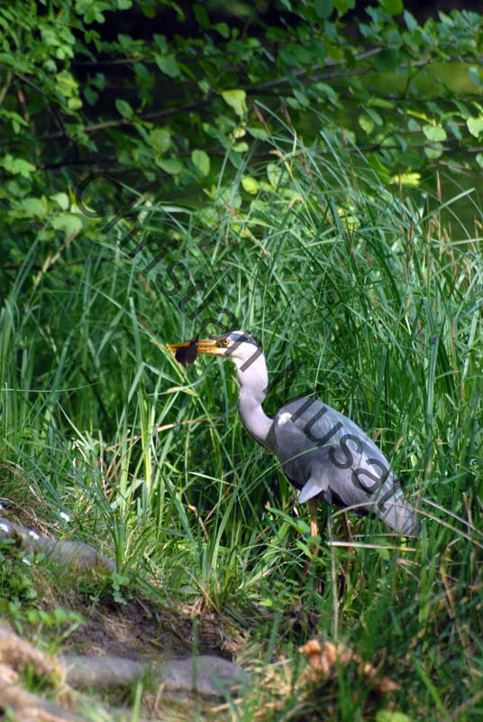 heron 11