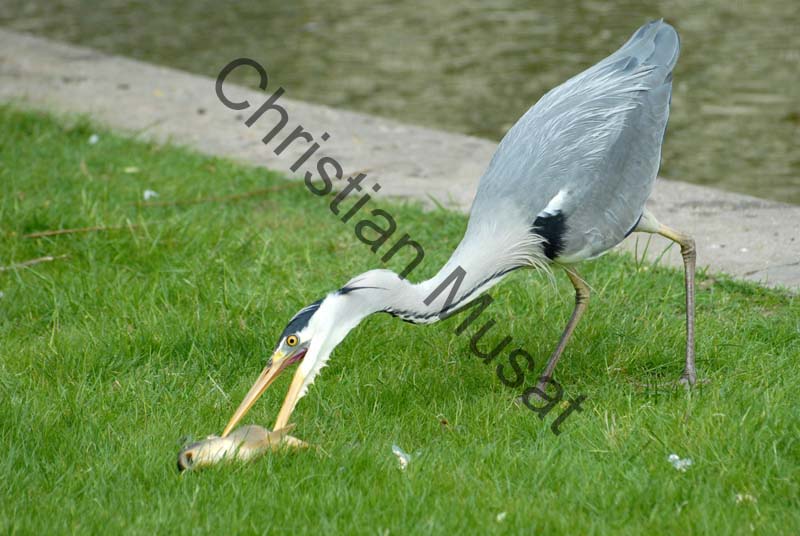 heron carpe 04