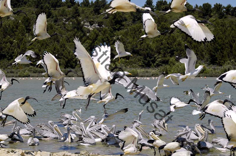 ibis goeland  envol 01