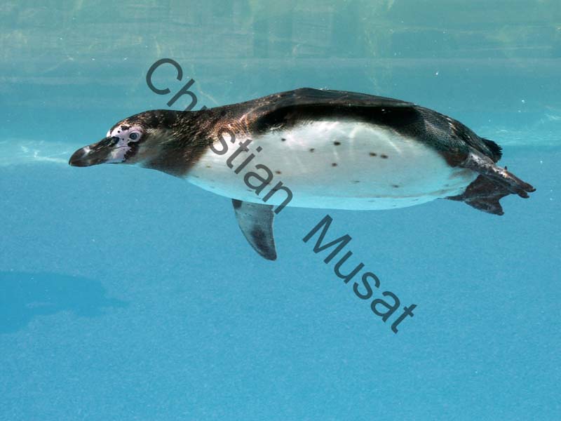 manchot 001