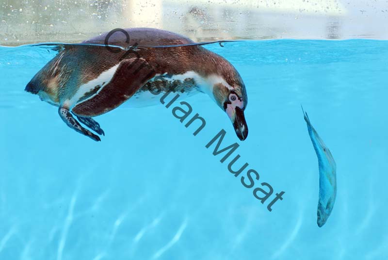 manchot poisson 01