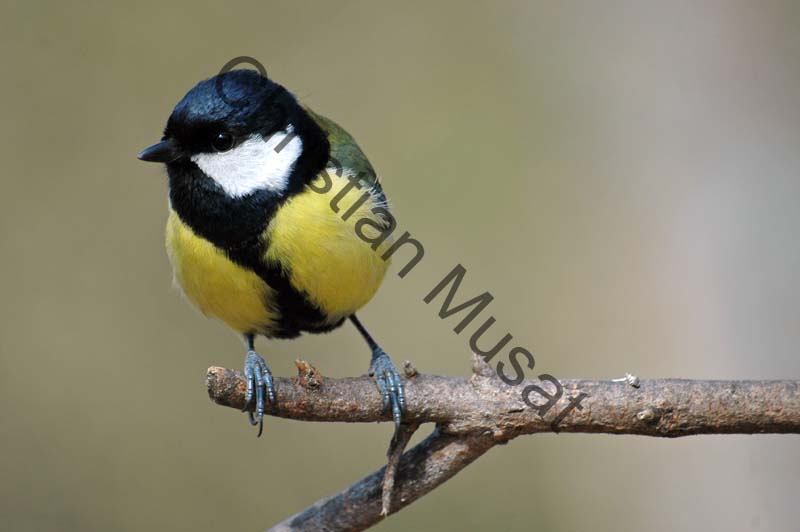 mesange 009
