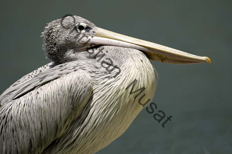 pelican 002