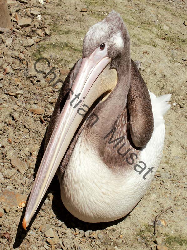 pelican 005