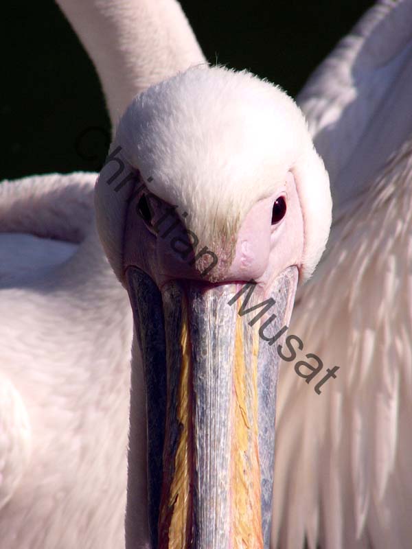 pelican 007
