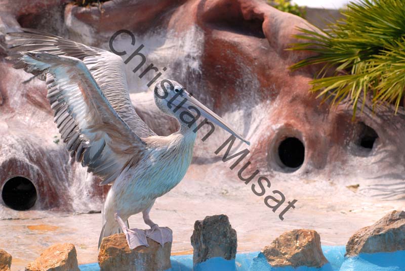 pelican 014