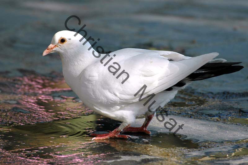 pigeon 002