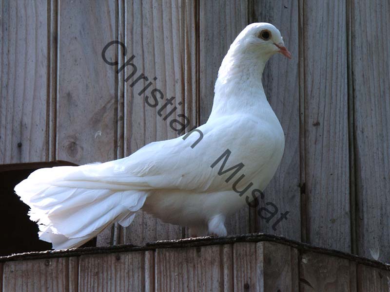 pigeon 004