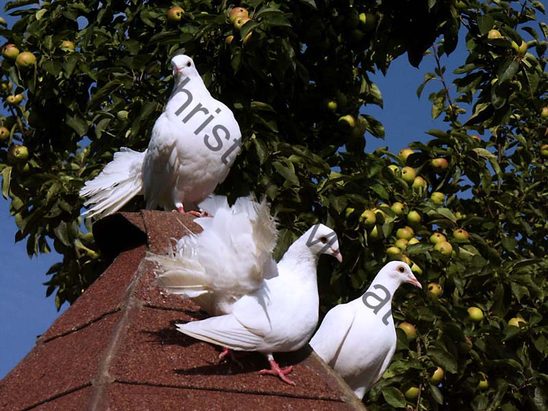 pigeon 005