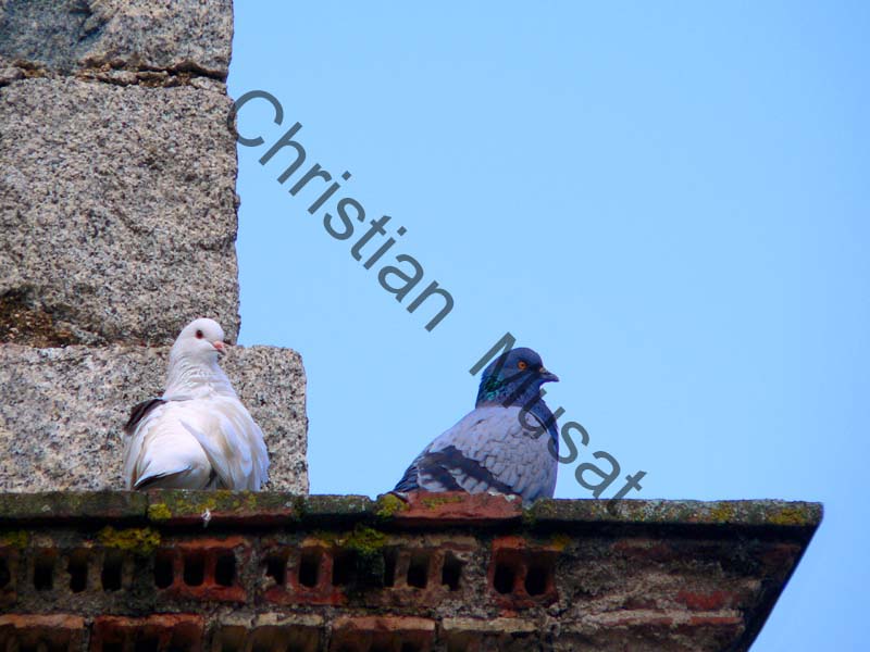 pigeon 006
