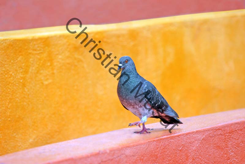 pigeon 023