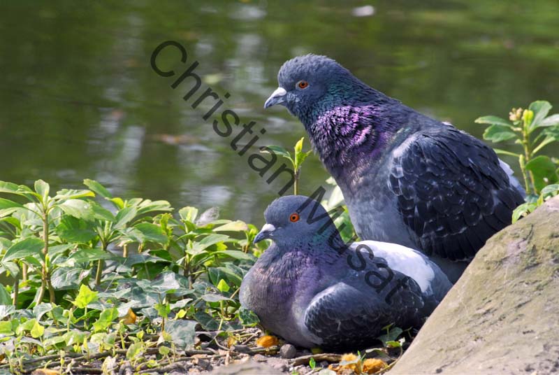 pigeon 08